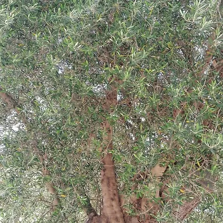 Dom wakacyjny Clio *